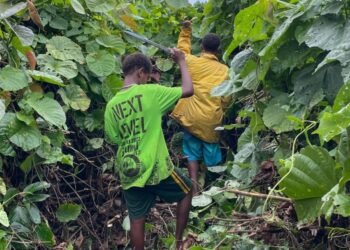 Vanuatu to bring in biological control for ‘big leaf rope’ | News
