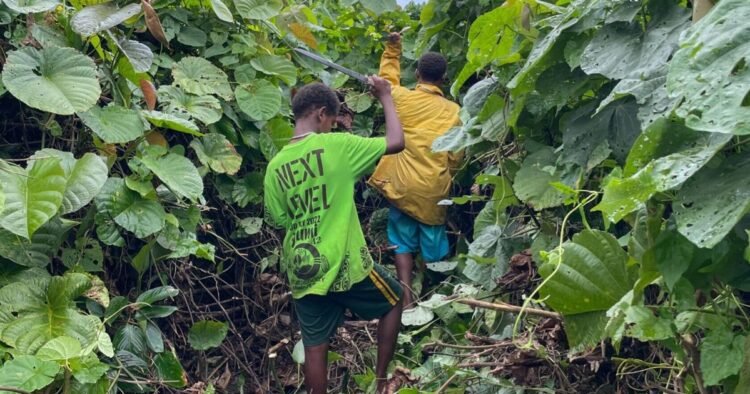 Vanuatu to bring in biological control for ‘big leaf rope’ | News