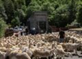 Three hundred sheep recover transhumance in Andorra’s Vall del Madriu