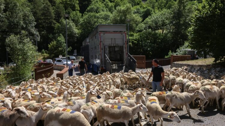 Three hundred sheep recover transhumance in Andorra’s Vall del Madriu