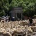 Three hundred sheep recover transhumance in Andorra’s Vall del Madriu