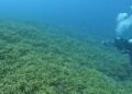 AVOI plans Vanuatu’s first ocean research institute and national Ocean Ranger network | News