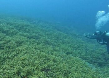 AVOI plans Vanuatu’s first ocean research institute and national Ocean Ranger network | News