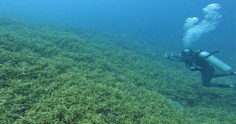 AVOI plans Vanuatu’s first ocean research institute and national Ocean Ranger network | News
