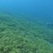AVOI plans Vanuatu’s first ocean research institute and national Ocean Ranger network | News