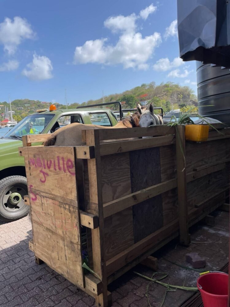 Grenada government pursuing legal action following importation of horses