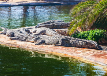 Inexplicable tragedy at the zoo: A three-year-old boy was thrown by an unknown man into an enclosure with crocodiles – Cities – Travel