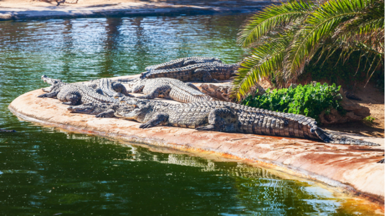 Inexplicable tragedy at the zoo: A three-year-old boy was thrown by an unknown man into an enclosure with crocodiles – Cities – Travel