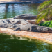Inexplicable tragedy at the zoo: A three-year-old boy was thrown by an unknown man into an enclosure with crocodiles – Cities – Travel