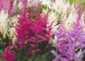 This shade plant conquers gardens: it blooms from spring to autumn and does not require maintenance