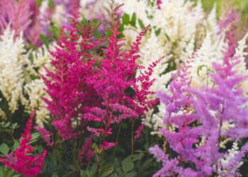 This shade plant conquers gardens: it blooms from spring to autumn and does not require maintenance
