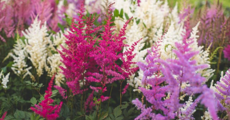 This shade plant conquers gardens: it blooms from spring to autumn and does not require maintenance