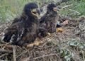 Record-sized White-tailed Eagle’s Nest Found in the Tisza Floodplain