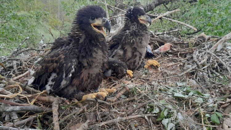 Record-sized White-tailed Eagle’s Nest Found in the Tisza Floodplain
