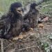Record-sized White-tailed Eagle’s Nest Found in the Tisza Floodplain