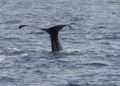 University of Haifa researchers spot two sperm whales off coast of Ashdod
