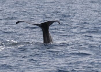 University of Haifa researchers spot two sperm whales off coast of Ashdod