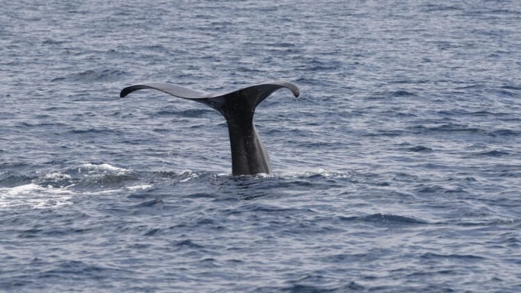 University of Haifa researchers spot two sperm whales off coast of Ashdod