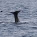 University of Haifa researchers spot two sperm whales off coast of Ashdod