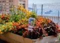 Monaco’s budding gardeners honoured as ‘Draw Me a Garden’ competition blooms for a second year – NEWS.MC