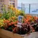 Monaco’s budding gardeners honoured as ‘Draw Me a Garden’ competition blooms for a second year – NEWS.MC