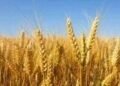 Growth in wheat production in the northern Jordan Valley and a significant increase in certificates of origin