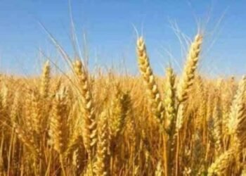 Growth in wheat production in the northern Jordan Valley and a significant increase in certificates of origin
