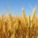 Growth in wheat production in the northern Jordan Valley and a significant increase in certificates of origin