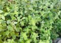 Green thyme in Ajloun…a plant passed down through generations as food and folk medicine