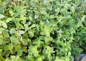 Green thyme in Ajloun…a plant passed down through generations as food and folk medicine