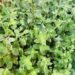 Green thyme in Ajloun…a plant passed down through generations as food and folk medicine