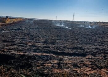 ​Irbid Agriculture renews its call to farmers to establish “fire lines” after a fire in 350 dunams of wheat