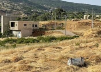 Ajloun: The wheat harvest is a story that tells the story of the land and man