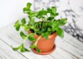 How to re-grow store-bought greens in pots
