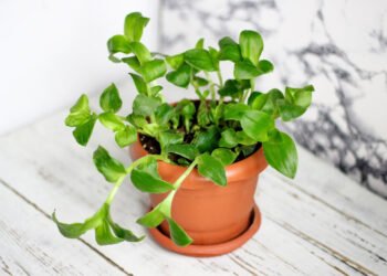 How to re-grow store-bought greens in pots