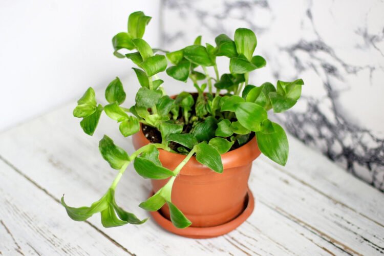 How to re-grow store-bought greens in pots