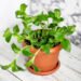 How to re-grow store-bought greens in pots