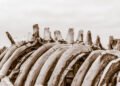 The largest cemetery in the world was discovered – the remains of more than 10 million whales at a depth of 7 km