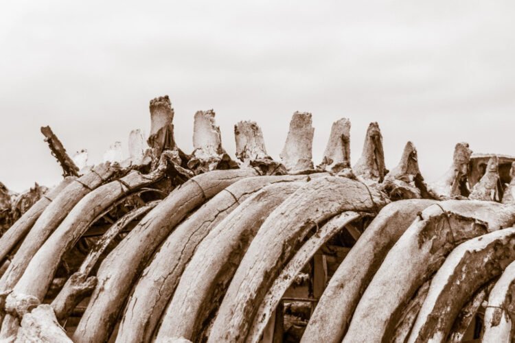 The largest cemetery in the world was discovered – the remains of more than 10 million whales at a depth of 7 km