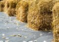 Feed pellet plan offers hope as farmers urge faster govt action