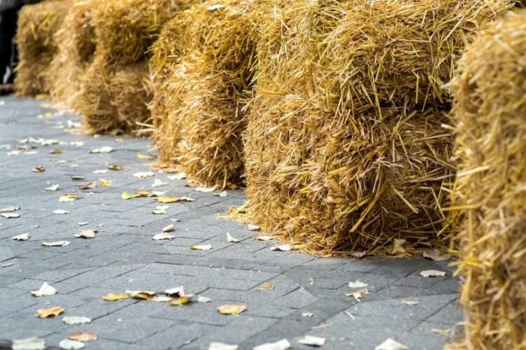 Feed pellet plan offers hope as farmers urge faster govt action