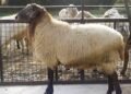 The new price of live livestock was announced in the market/ How much is each kilo?