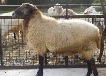 The new price of live livestock was announced in the market/ How much is each kilo?