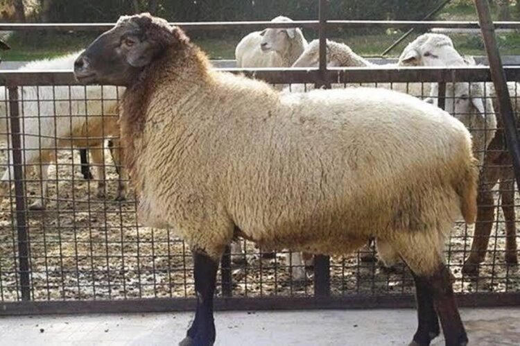 The new price of live livestock was announced in the market/ How much is each kilo?