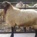 The new price of live livestock was announced in the market/ How much is each kilo?