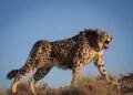 The footprints of two unknown wolves were found again in Iran + video