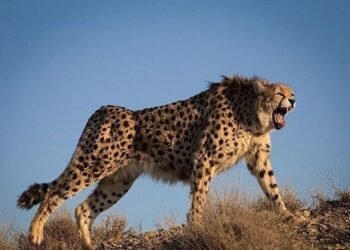 The footprints of two unknown wolves were found again in Iran + video