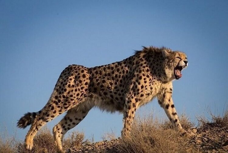 The footprints of two unknown wolves were found again in Iran + video