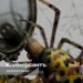Andrey Astvatsaturov’s new novel “Mirrors and Webs” about life in Komarovo
