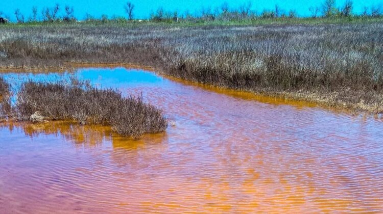 In Odesa, estuaries have become amber: photo